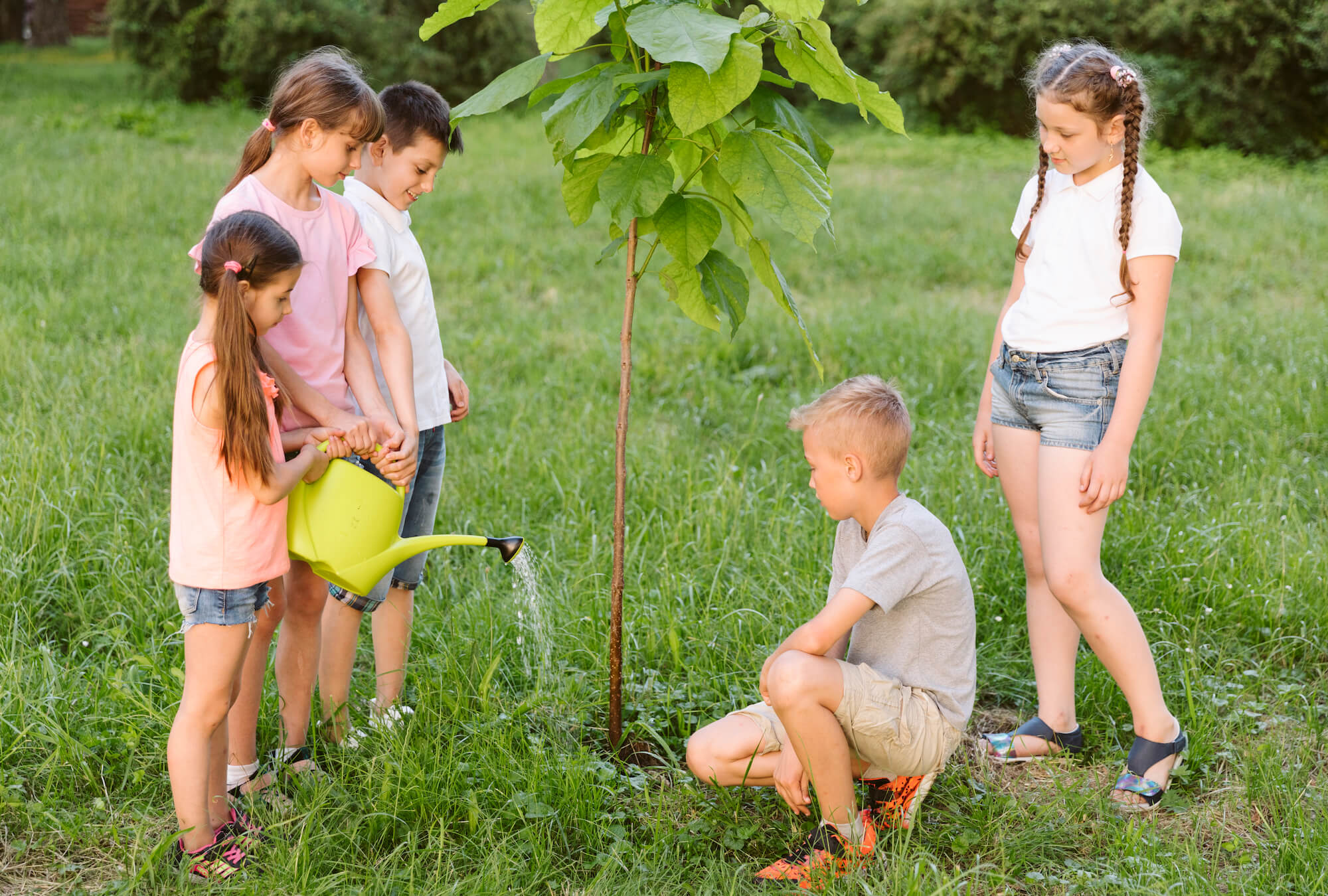 Des élèves arrosent un jeune arbre